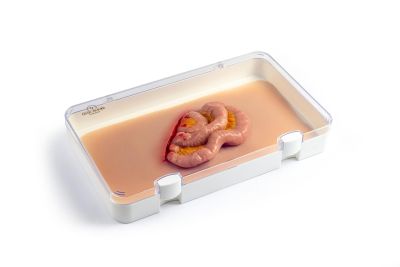 Wound moulage protruding small intestines