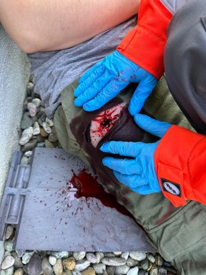 Wound Moulage Shot Groin, Wound Packing