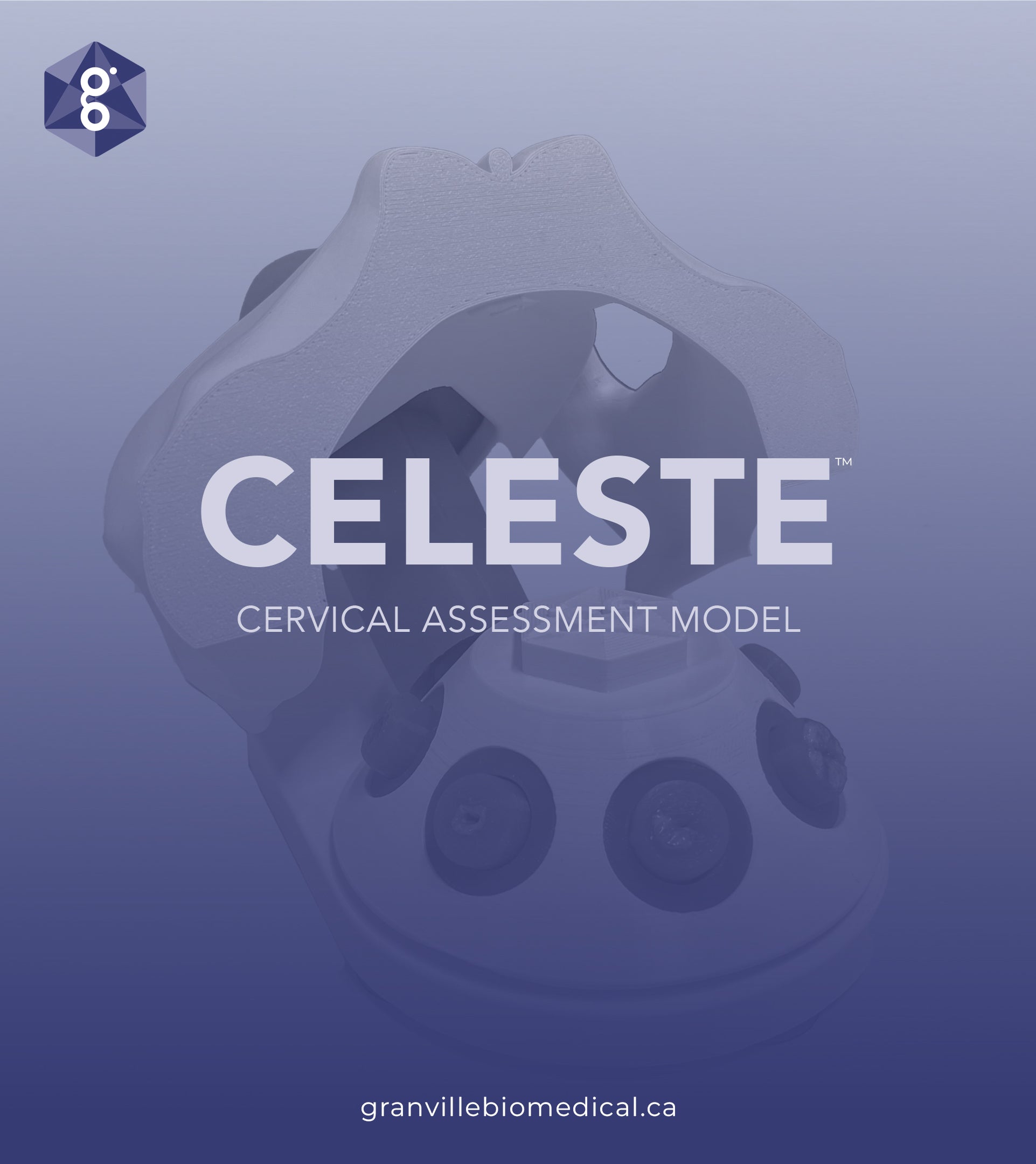 Celeste cervical assessment model with rotating cervix dial