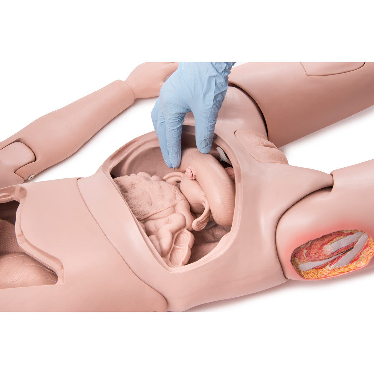 3B Scientific® Patient Care Manikin PRO - organs