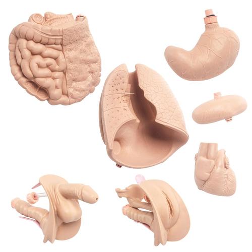 3B Scientific® Patient Care Manikin PRO, Light Skin - 3B Scientific P10N, view 8