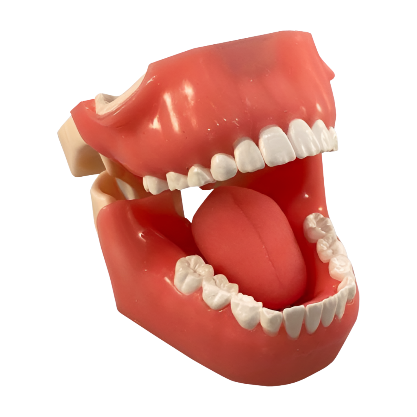 Pediatric Radiology Manikin