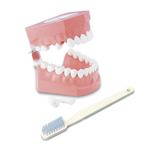 Adult Tooth Brushing model