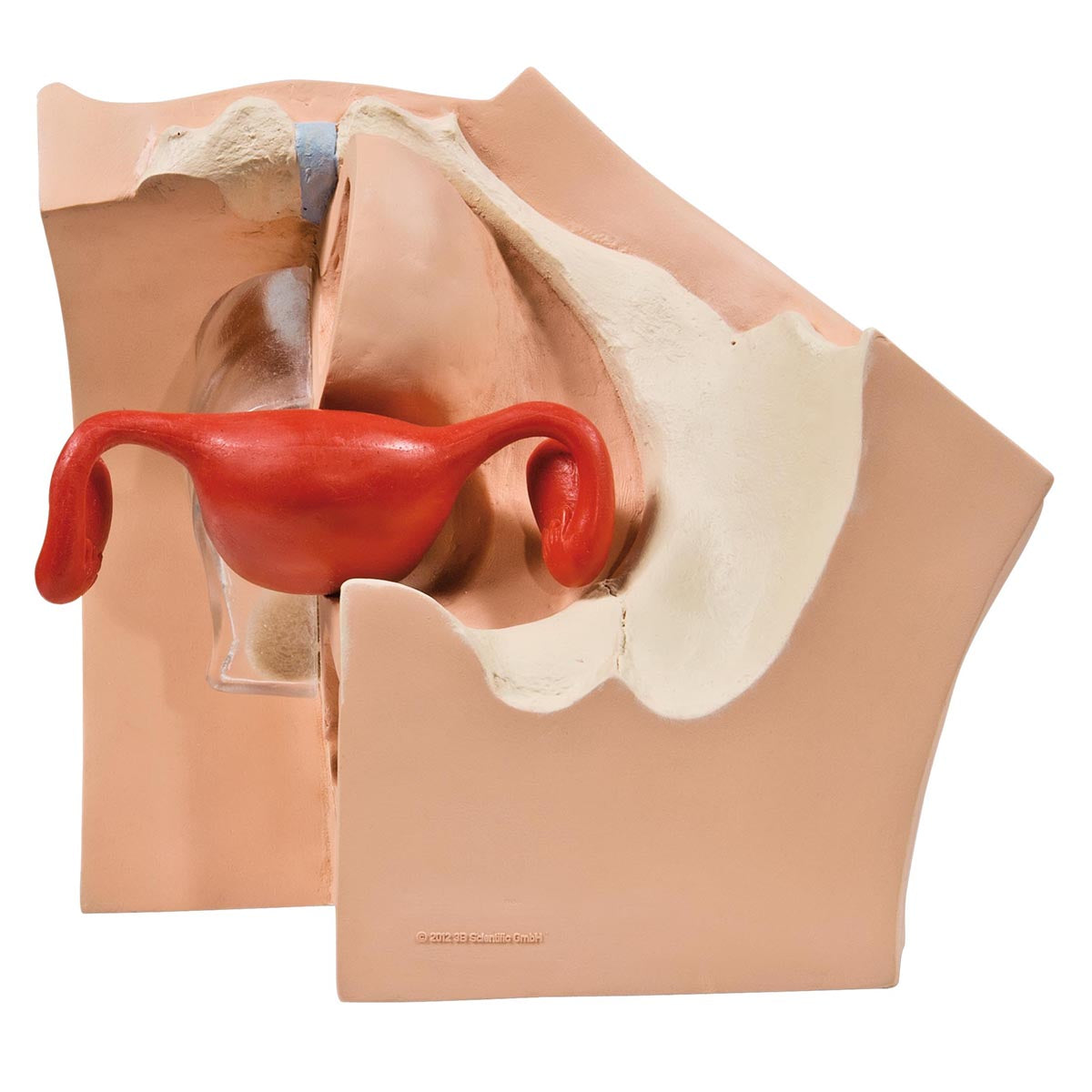 Model for Gynecological Patient Education