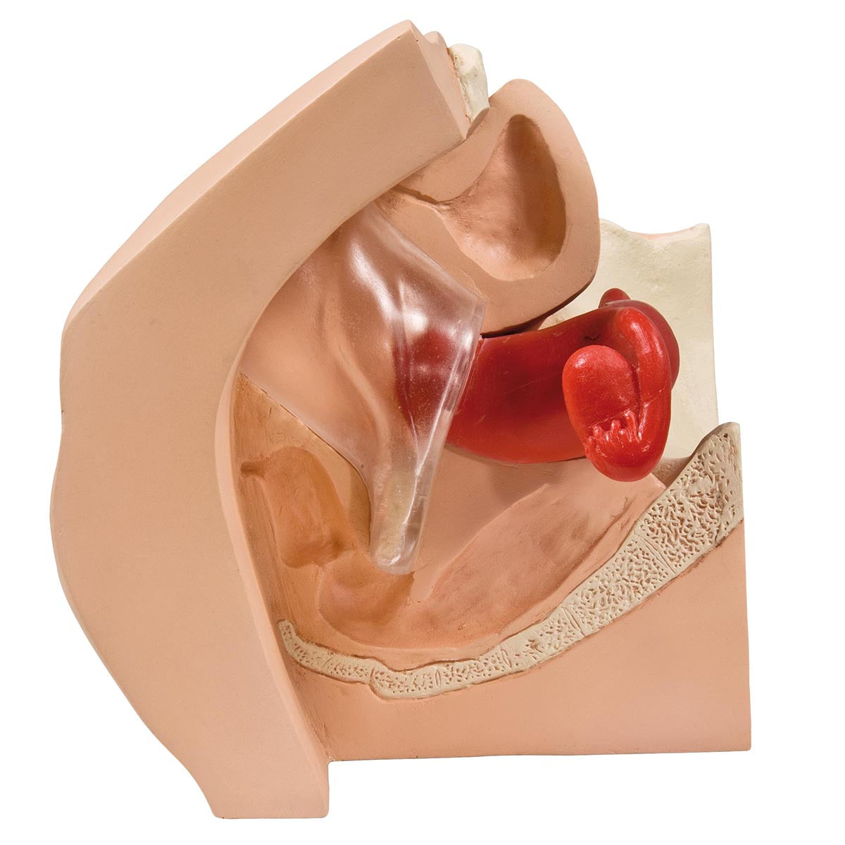 Model for Gynecological Patient Education