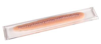 Surgical wound, with suture, 22cm - Erler-Zimmer PW009B