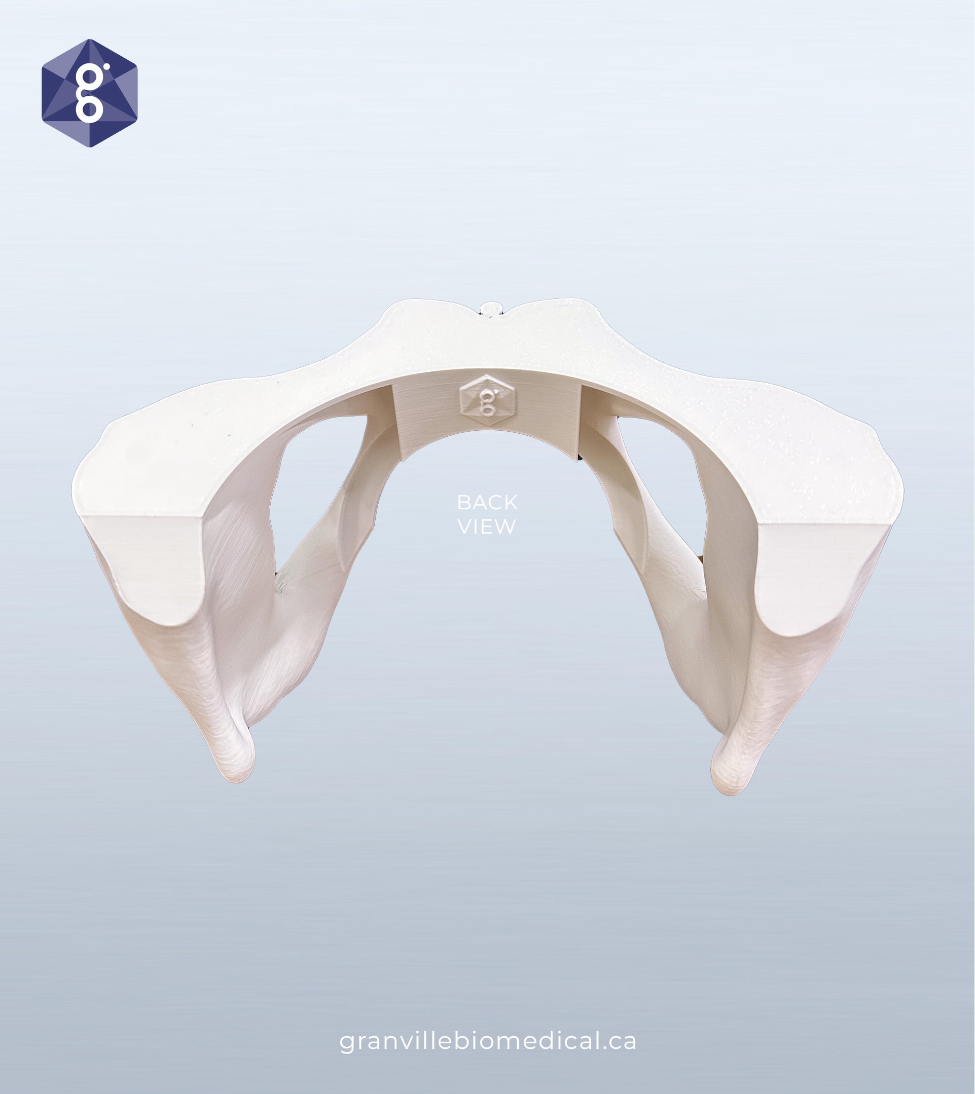 Lily pelvic bone component, back view