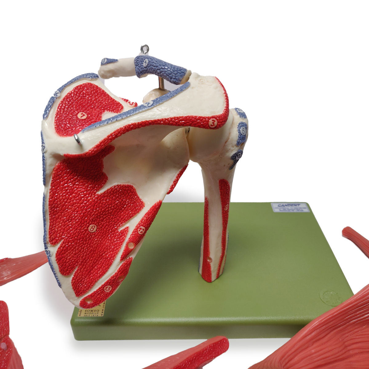 Demonstration Model of the Shoulder Muscles | Somso Qs 55/6 | Candent