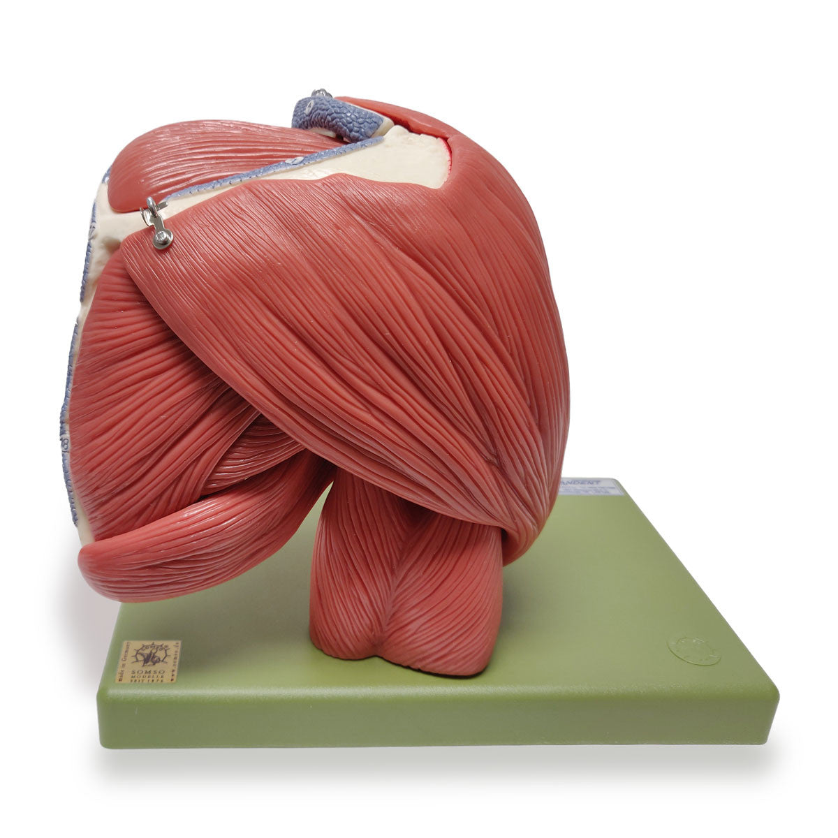 Demonstration Model of the Shoulder Muscles | Somso Qs 55/6 | Candent