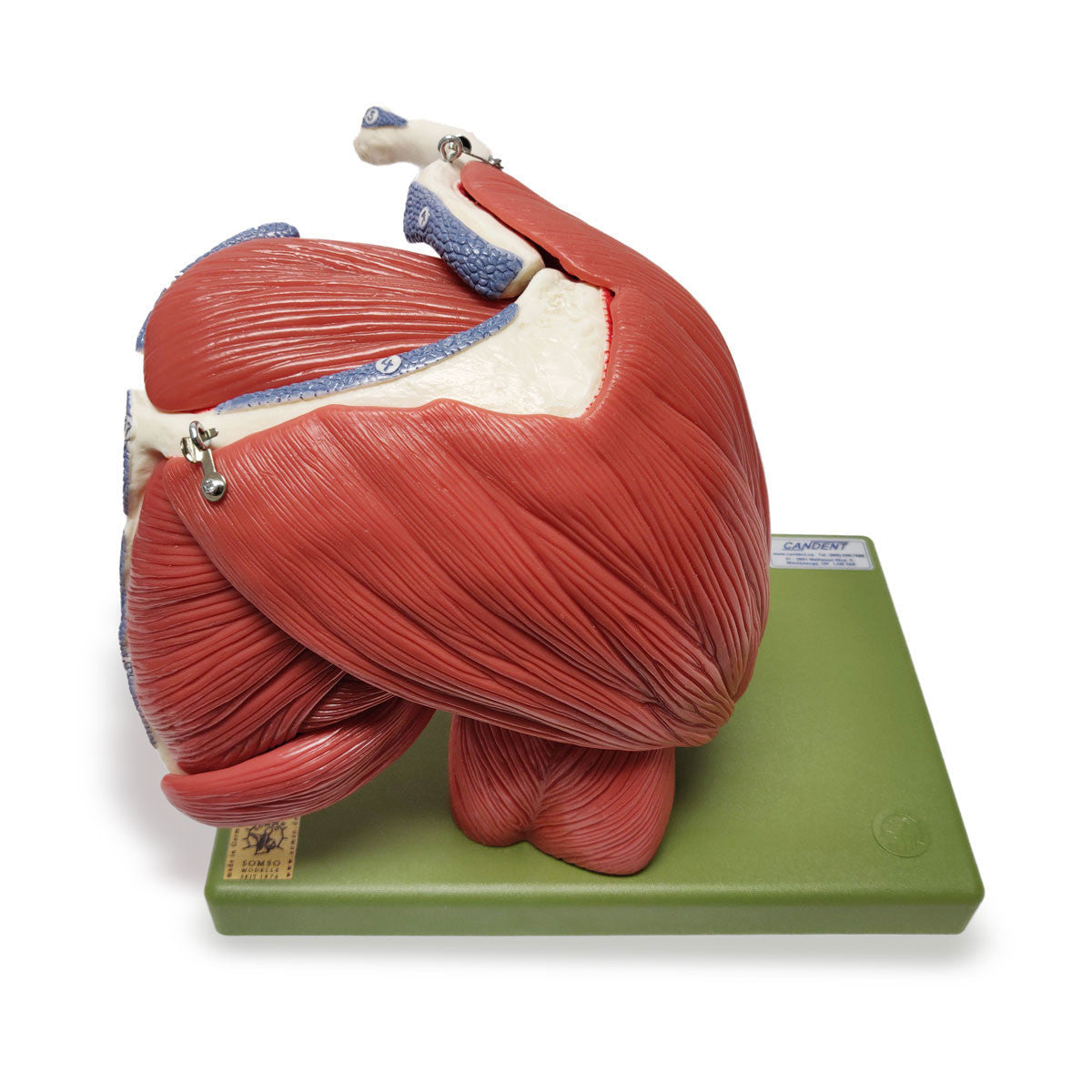 Demonstration Model of the Shoulder Muscles | Somso Qs 55/6 | Candent