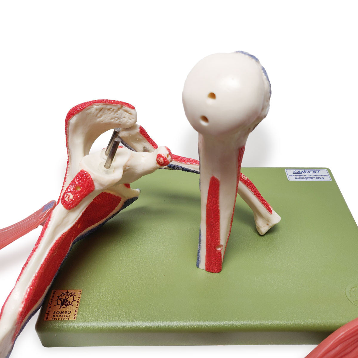 Demonstration Model of the Shoulder Muscles | Somso Qs 55/6 | Candent