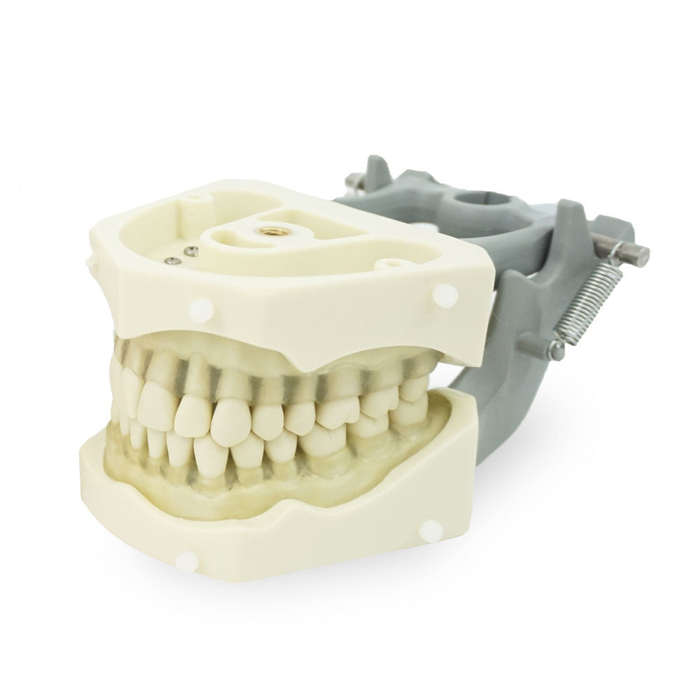 Columbia Dentoform 32 Tooth Dentoform with soft Clear Gingiva, 860 Series