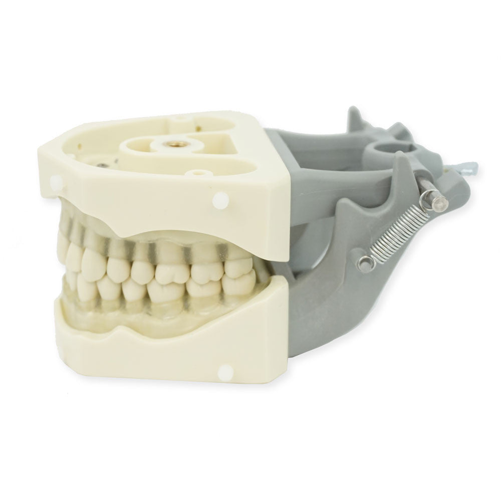 Columbia Dentoform 32 Tooth Dentoform with soft Clear Gingiva, 860 Series