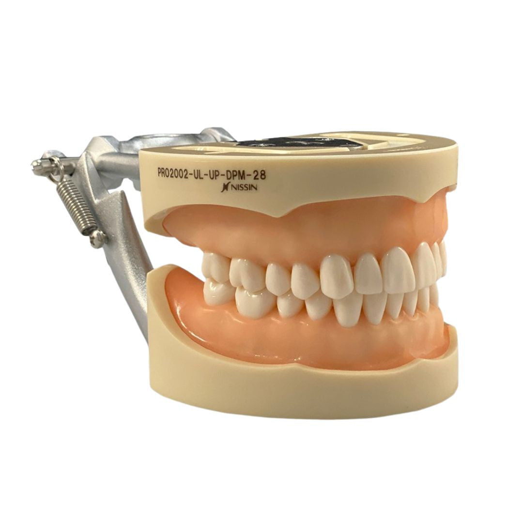 Typodont model
