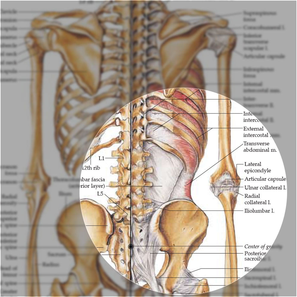 The Skeletal System anatomical chart - hip