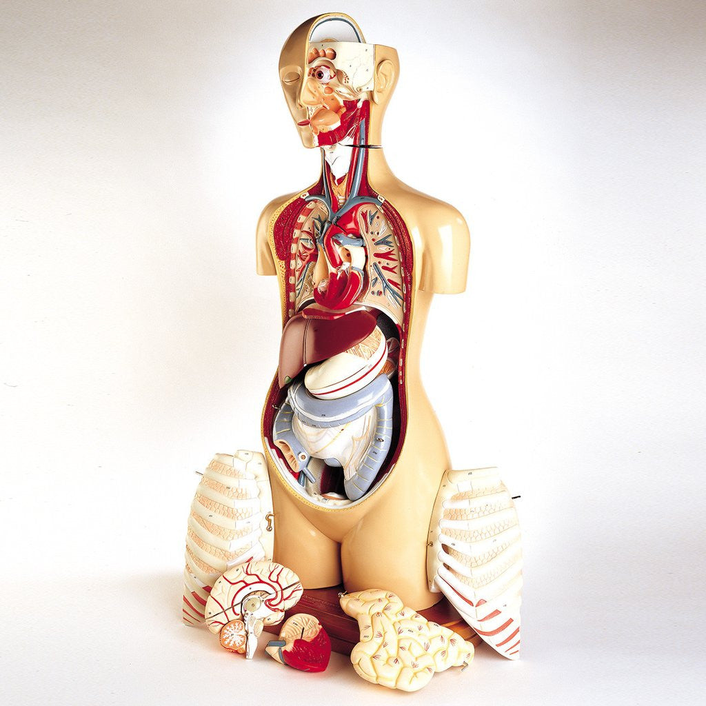 0710-00 Deluxe KnowBody Teaching Torso-cream skin tone