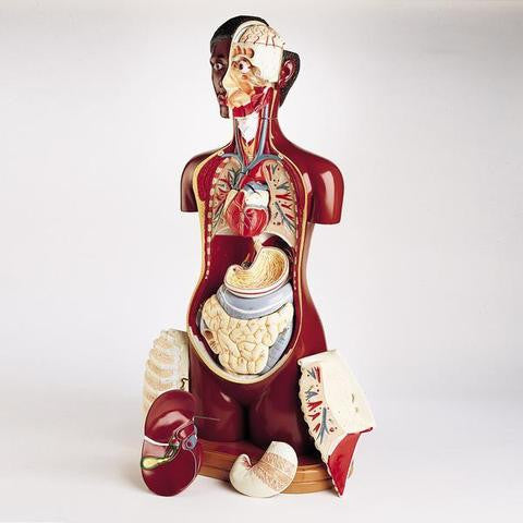 0710-00 Deluxe KnowBody Teaching Torso-cream skin tone