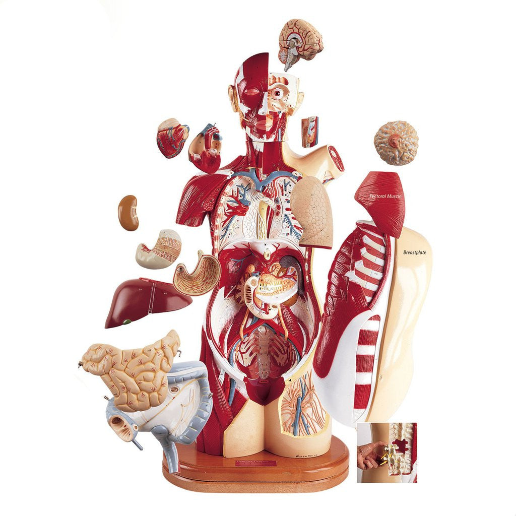 0714-00 Multi-Torso - Female Only