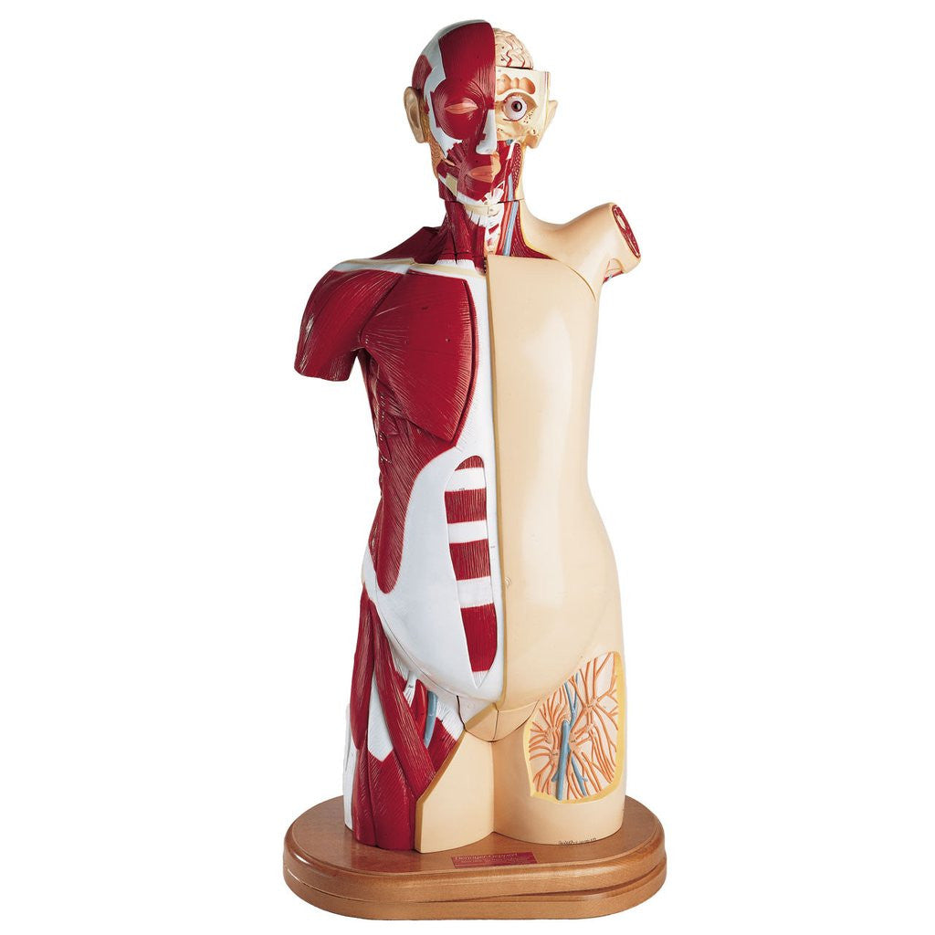 0712-00 Multi-Torso Gender Neutral
