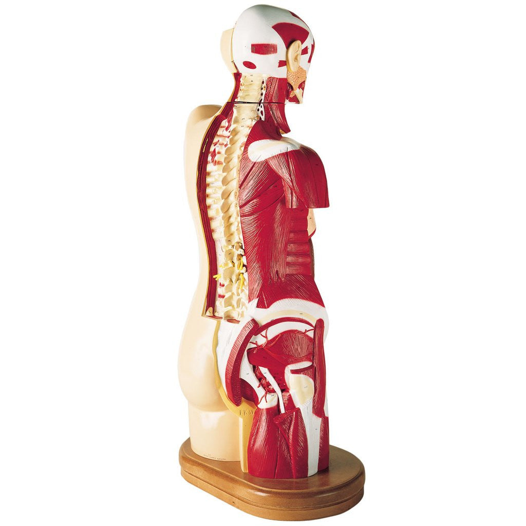 0713-00 Multi-Torso - Male Only