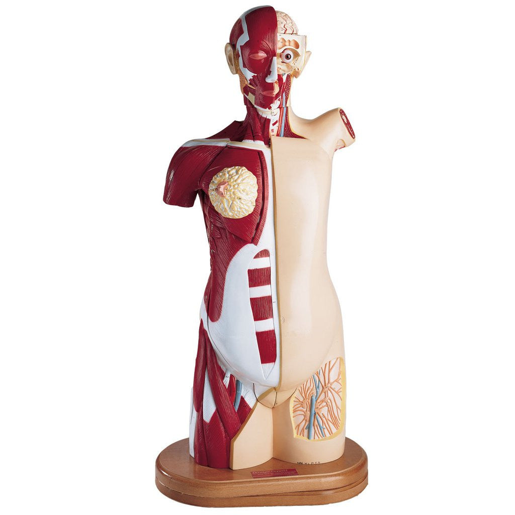 0714-00 Multi-Torso - Female Only