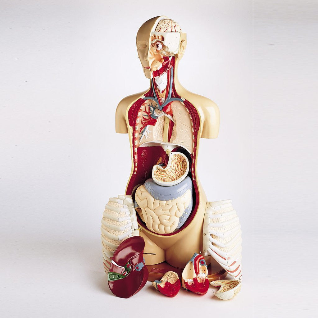 0709-00 Advanced Knowbody Teaching Torso