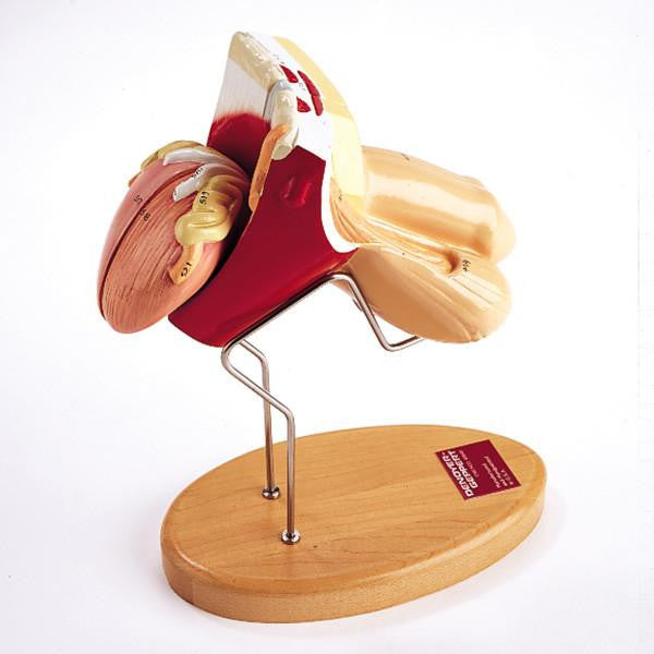 0713-00 Multi-Torso - Male Only