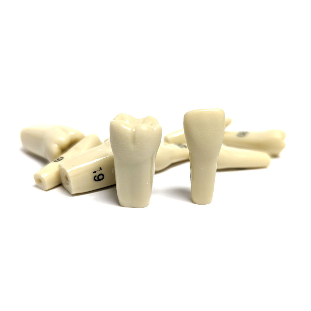 T860_series_replacement_teeth_1000_1000__19431.1641570431.1280.1280.jpg