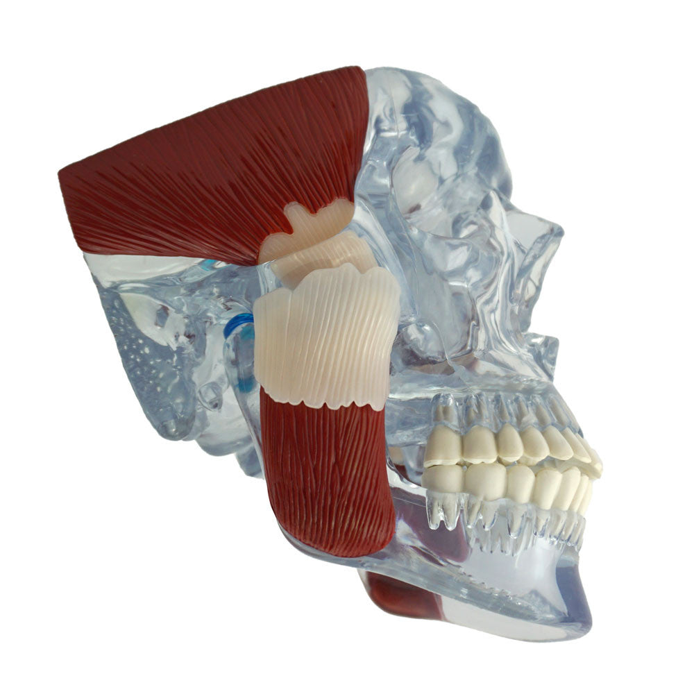 TMJ Model - normal anatomy