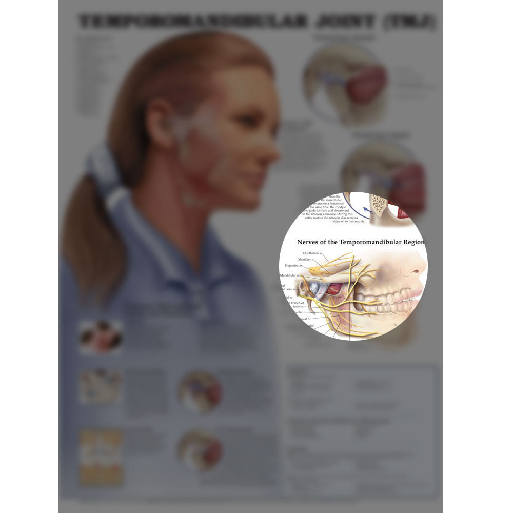 Temporomandibular Joint (TMJ) - highlight