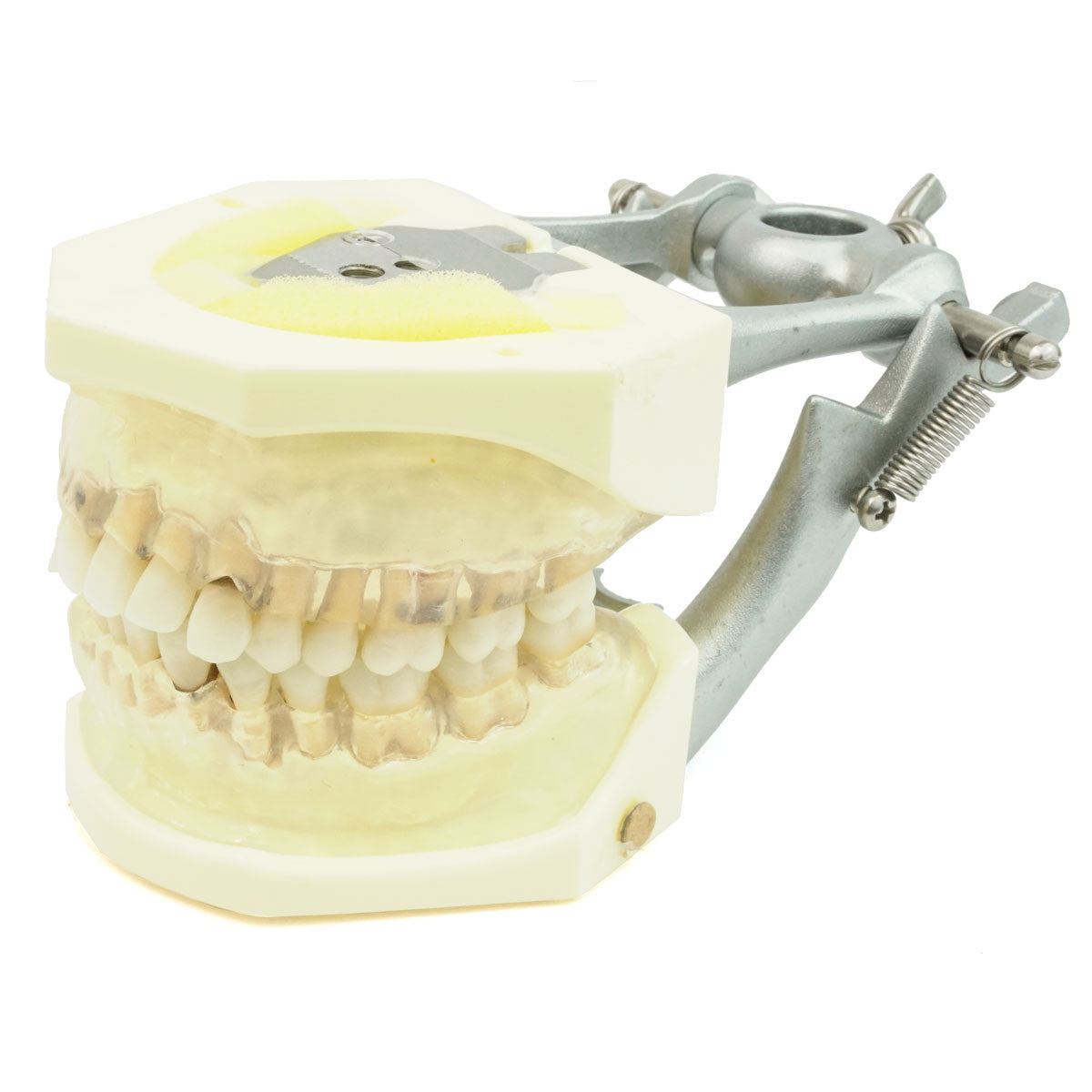 Hygiene Typodent, Full Dentition