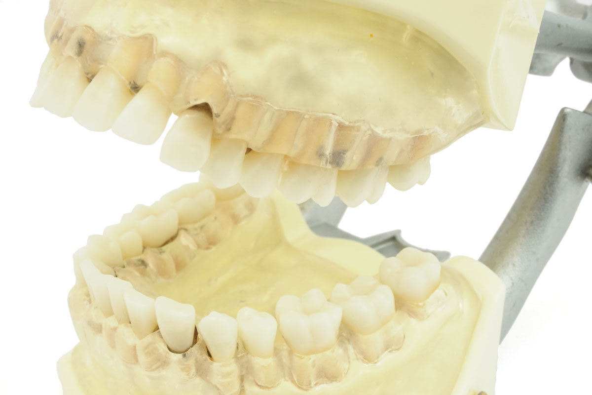 Hygiene Typodent, Full Dentition