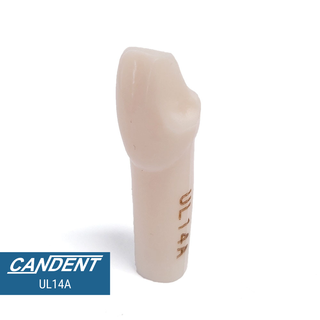 200 Series Pre-prepared Teeth