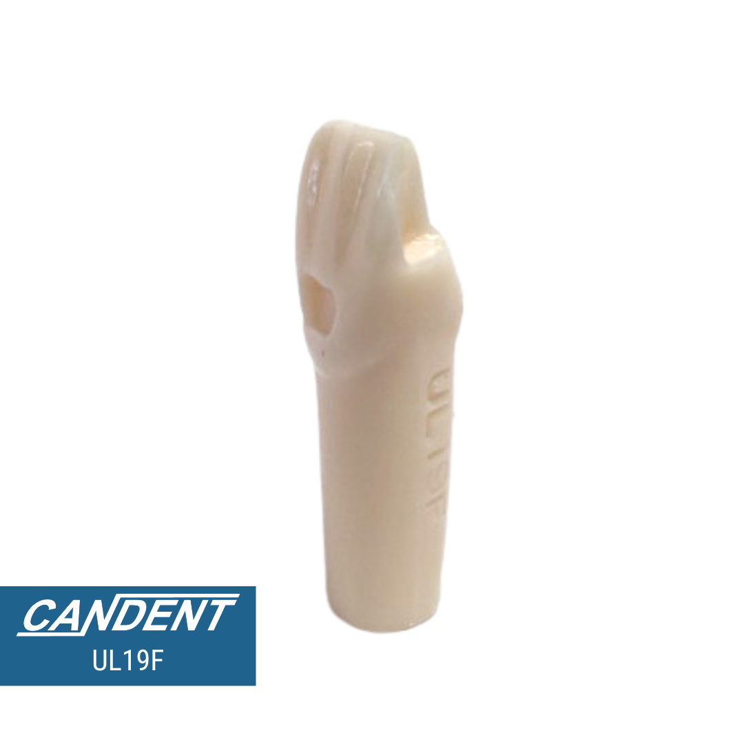 200 Series Pre-prepared Teeth