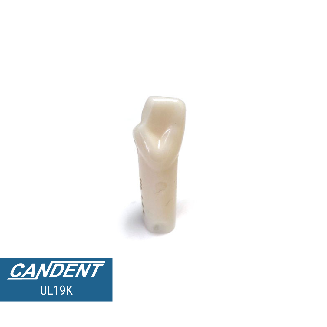 200 Series Pre-prepared Teeth