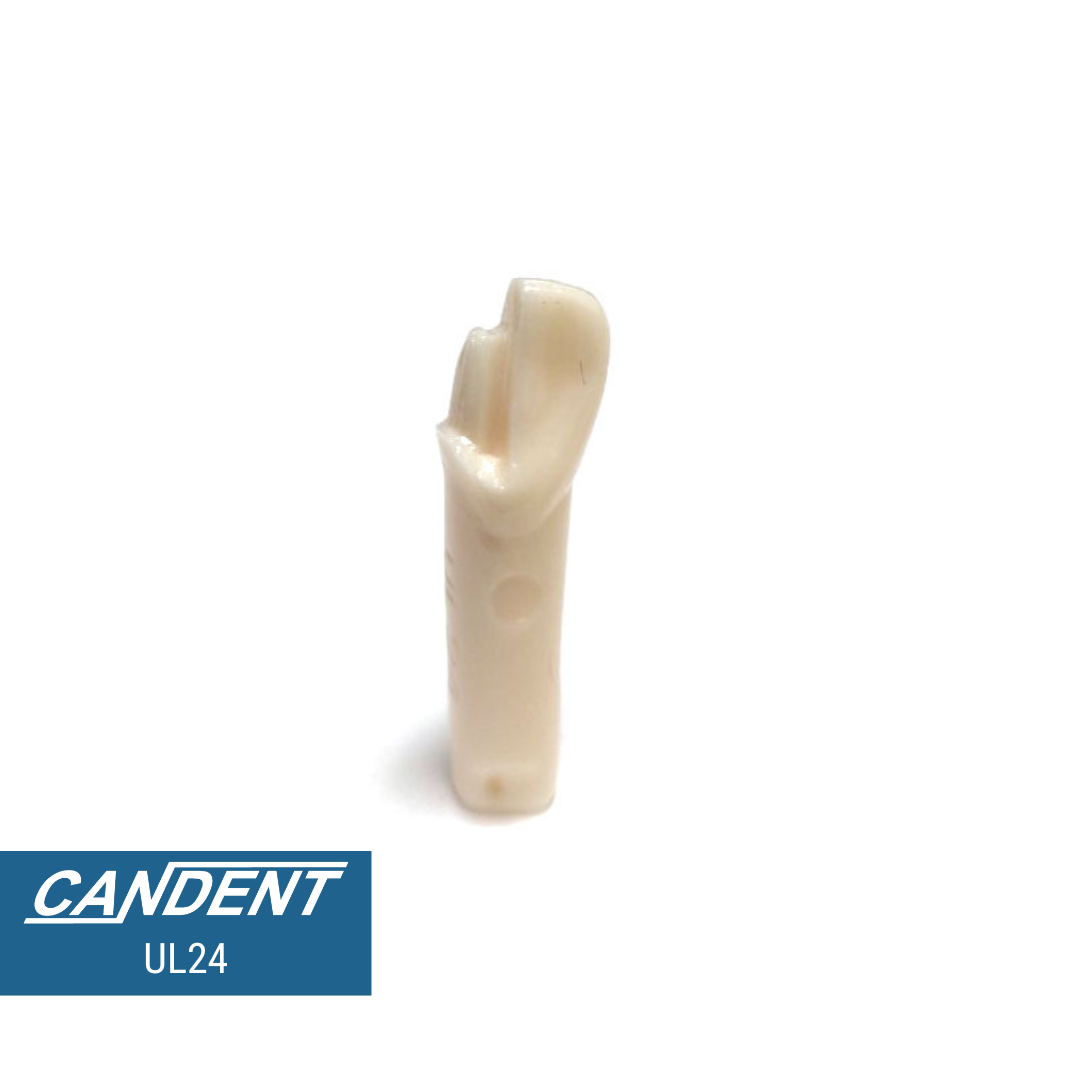 200 Series Pre-prepared Teeth