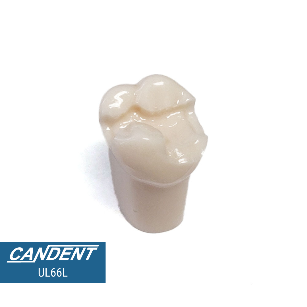 200 Series Pre-prepared Teeth