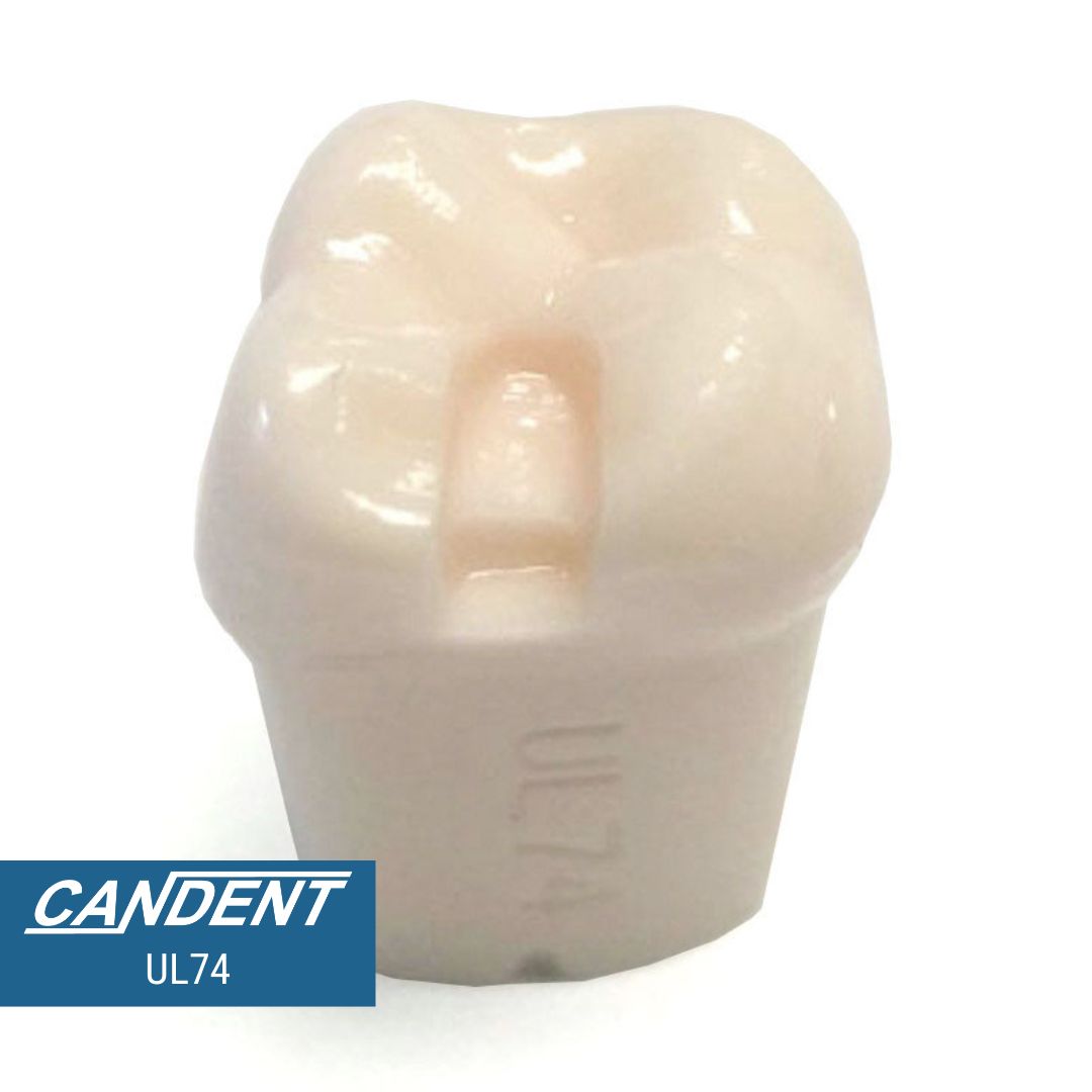 200 Series Pre-prepared Teeth