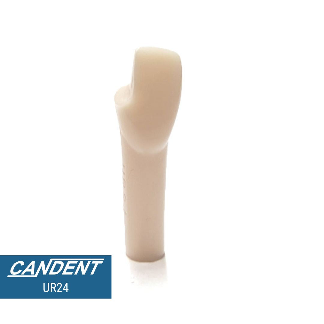 200 Series Pre-prepared Teeth