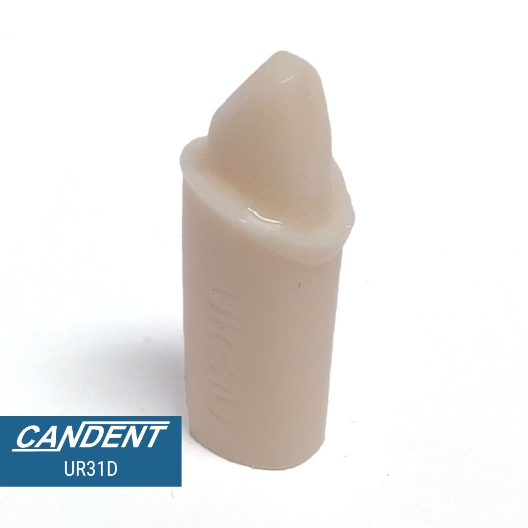 200 Series Pre-prepared Teeth