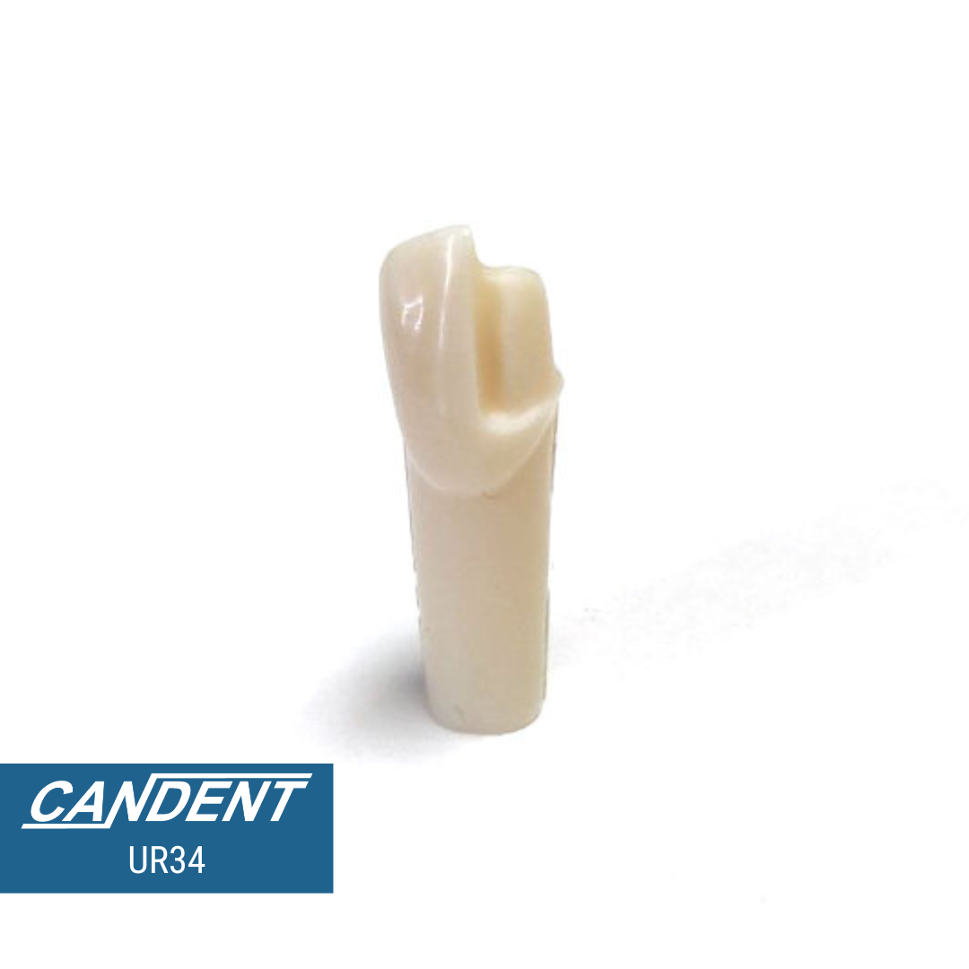 200 Series Pre-prepared Teeth