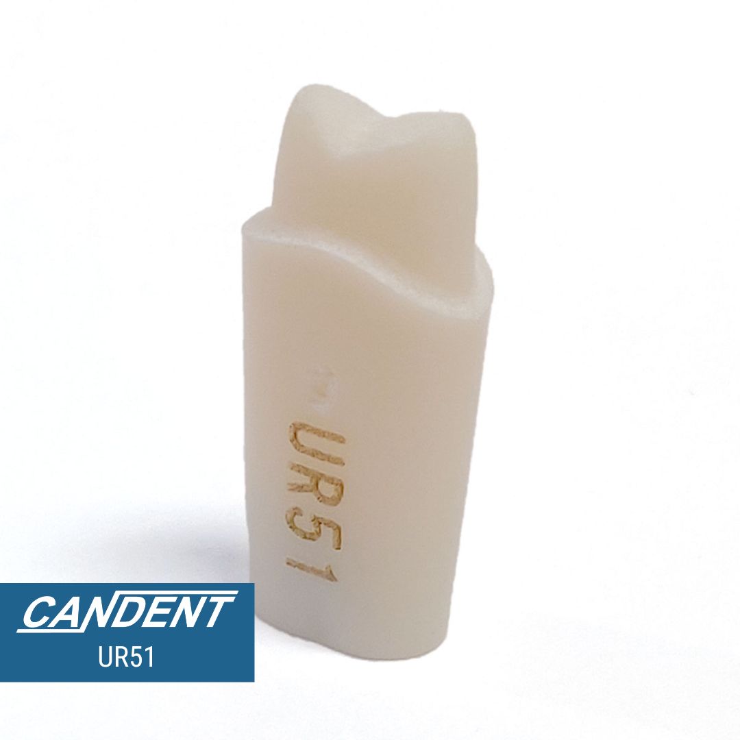 200 Series Pre-prepared Teeth