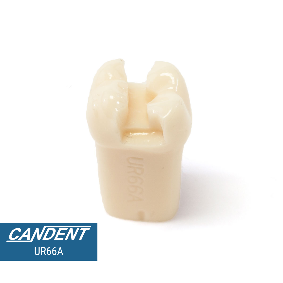 200 Series Pre-prepared Teeth