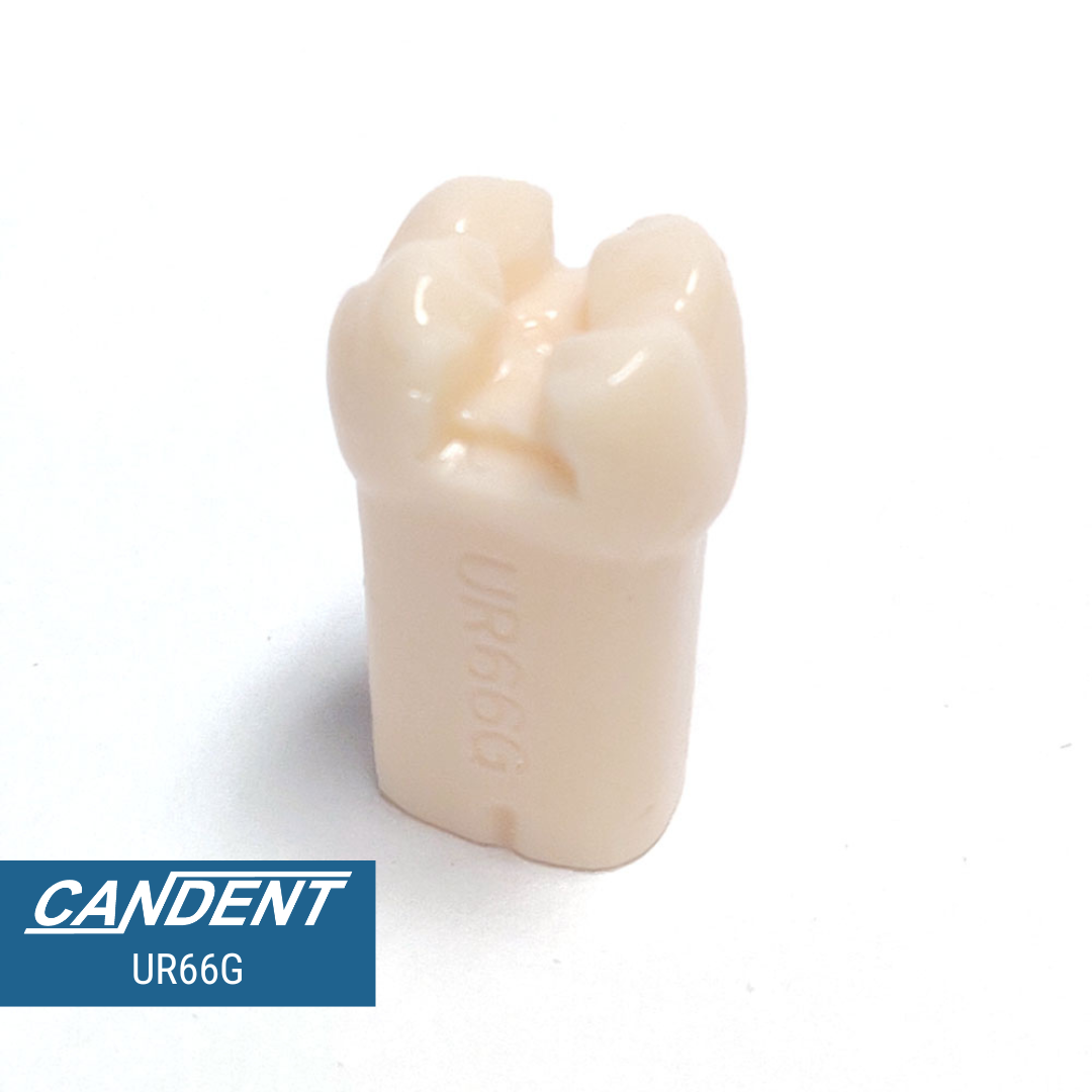 200 Series Pre-prepared Teeth