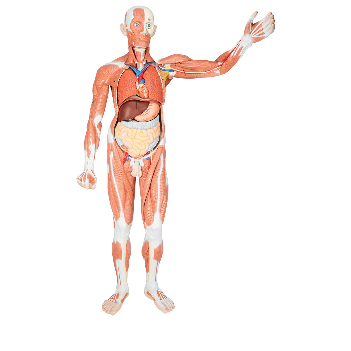 Life-Size Human Male Muscular Figure, 37 part - 3B Scientific VA01, view 9