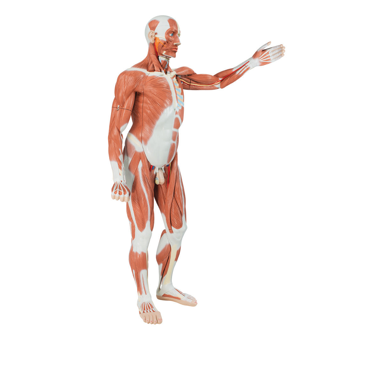 Life-Size Human Male Muscular Figure, 37 part