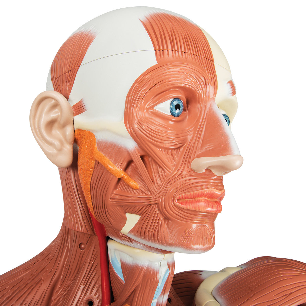 Life-Size Human Male Muscular Figure, 37 part