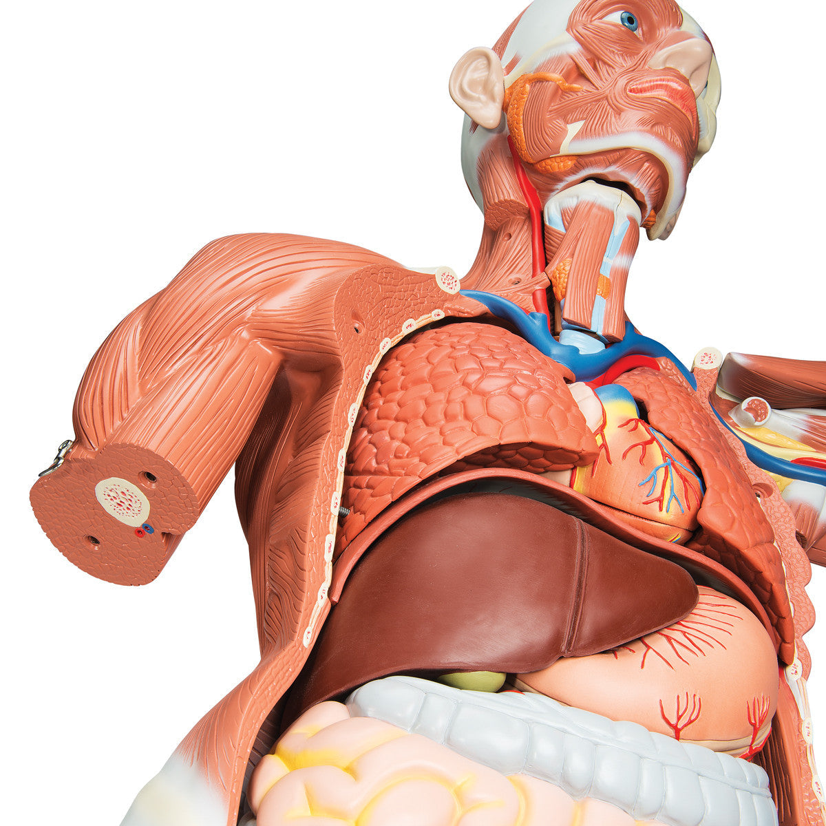 Life-Size Human Male Muscular Figure, 37 part