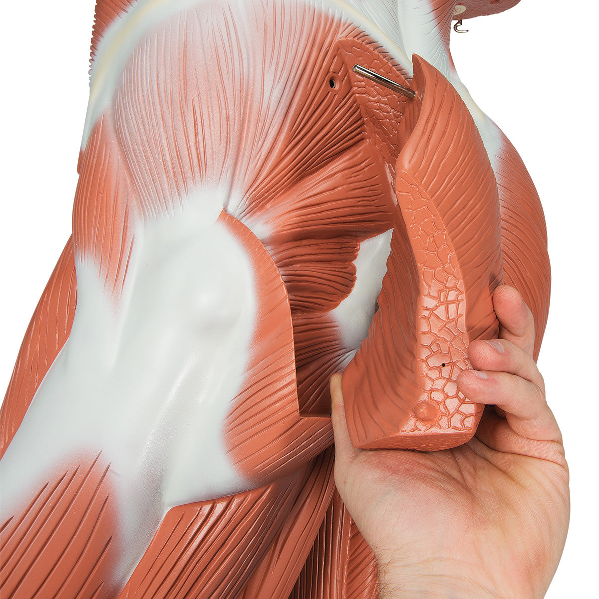 Life-Size Human Male Muscular Figure, 37 part