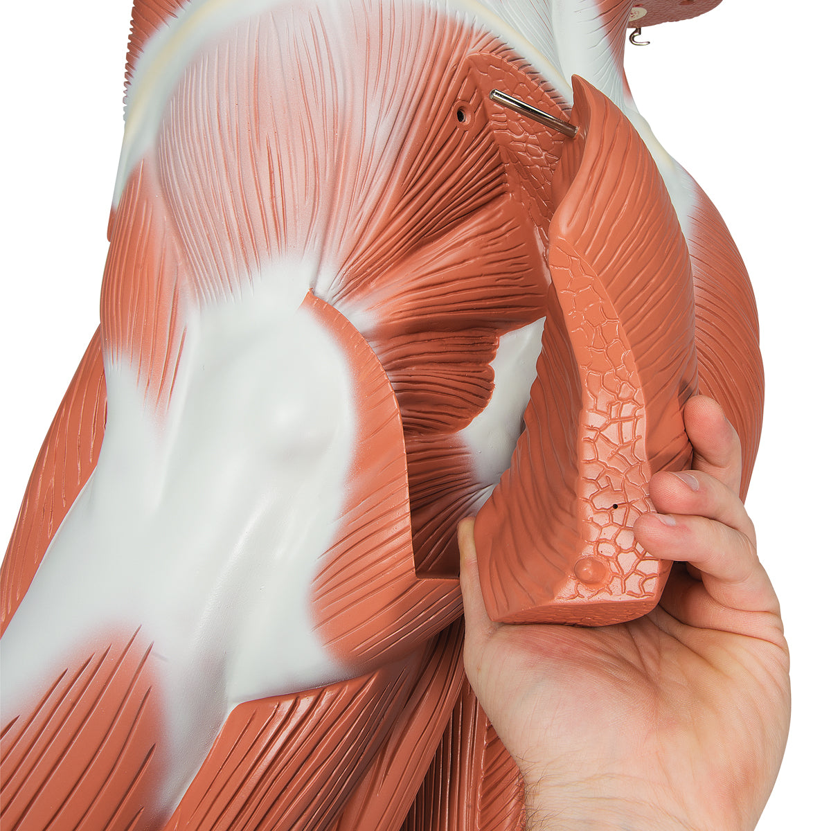 Life-Size Human Male Muscular Figure, 37 part - 3B Scientific VA01, view 13